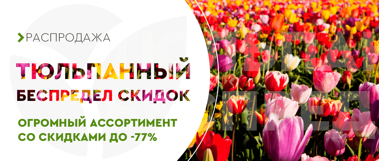 Тюльпанный беспредел скидок Тюльпанный беспредел скидок
