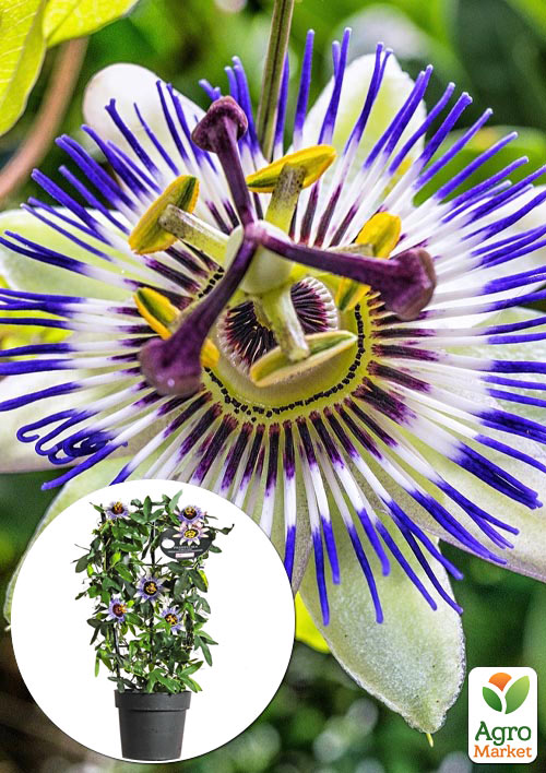 

LMTD Пассифлора (маракуйя) 2-х летняя Blue Star (40-60см)