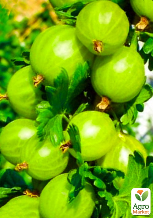 

Крыжовник Изумрудный (ранний срок созревания, сорт с повышенной морозоустойчивостью)