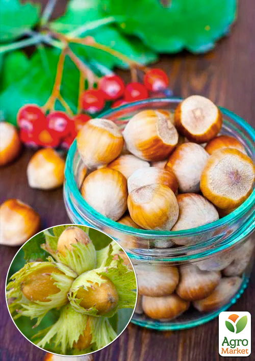 

Фундук Каталонский (перекрёстное опыление, садить по 2 шт)