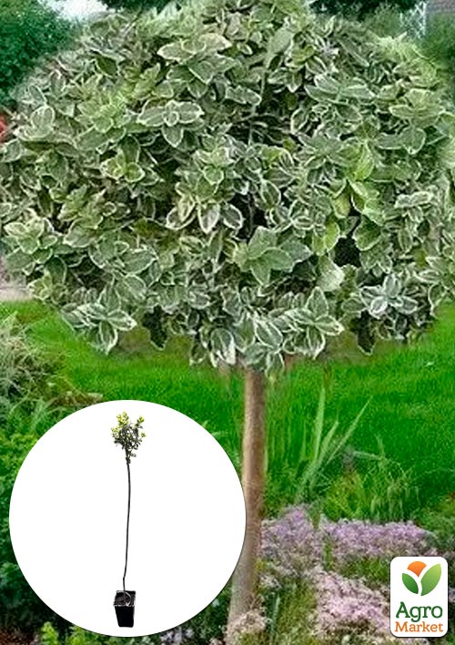 

Бересклет на штамбе Emeral Gaiety (декоративный, морозостойкий сорт)