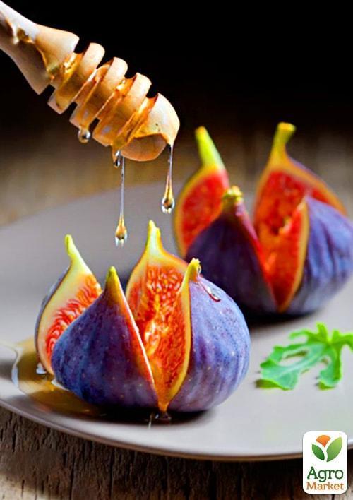 

Ексклюзив! Інжир буро-фіолетового забарвлення Шервуд (Sherwood) (преміальний, високоврожайний сорт среднепозднего терміну дозрівання)