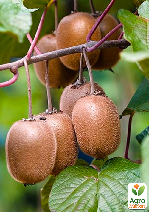 

Ківі Крамер (солодкий, високоврожайний сорт)
