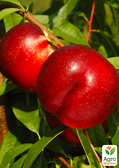 

Нектарин Флейвор Топ (летний сорт, средний срок созревания)