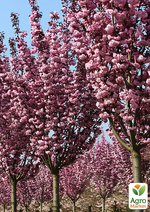 

Сакура на штамбе Роял Бургунди (возраст от 2-х лет, высота 130-160см)