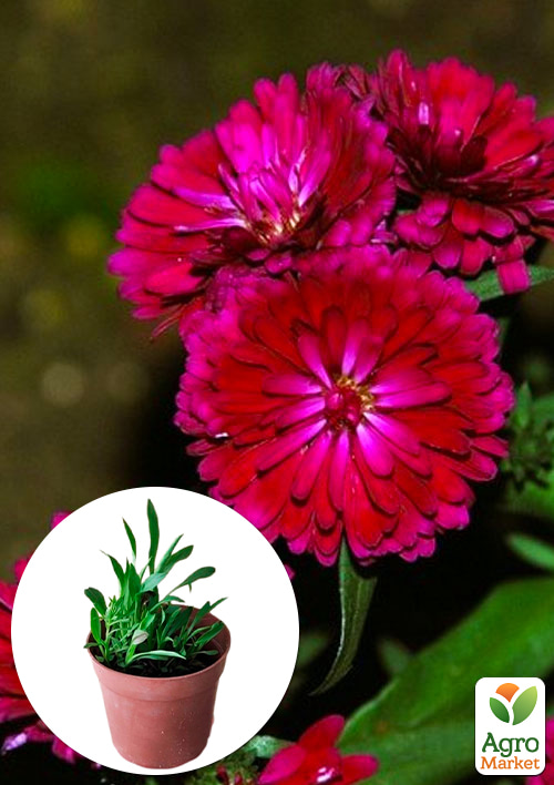 

Астра ново-бельгийская Royal Ruby (С1,5 высота 20-30см)