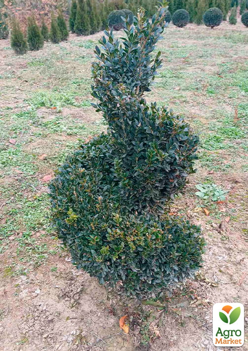 

Самшит вічнозелений формована спіраль, висота 80-90см