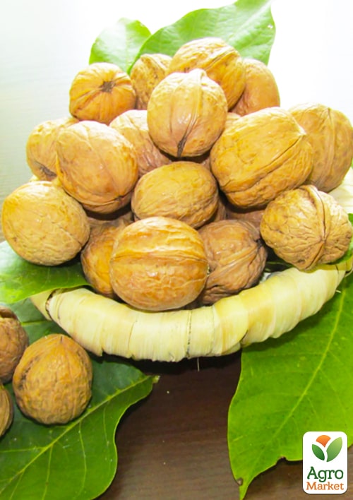 

Ексклюзив! Горіх волоський Слава Україні (Glory to Ukraine) (преміальний стійкий до захворювань сорт, середньопізнього терміну дозрівання)