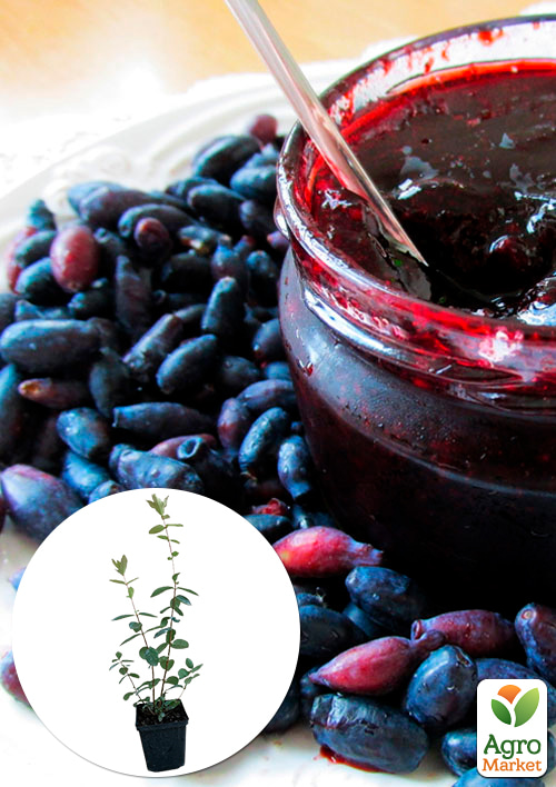 

Эксклюзив! Жимолость сочного синего цвета Топ (Top) (премиальный, высокоурожайный, зимостойкий сорт)