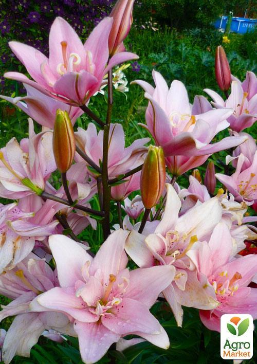 

Лілія Aphrodite 1шт в упаковці