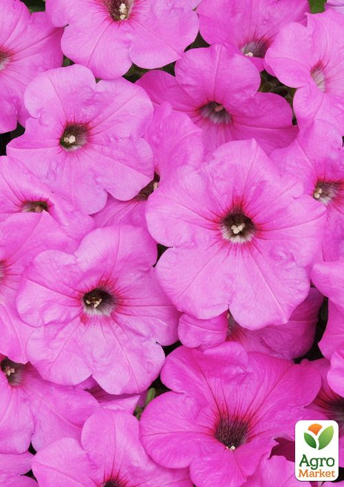 

Петуния Famous Magic Pink