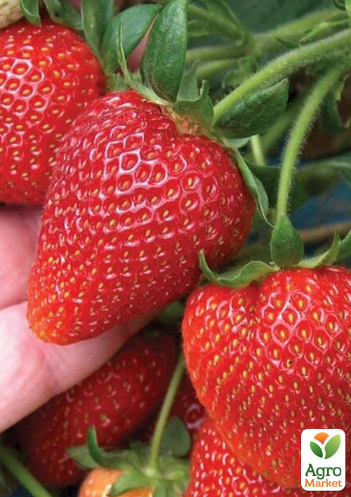 

Полуниця Кабрілло (Cabrillo) (ремонтантний, великоплідний сорт)