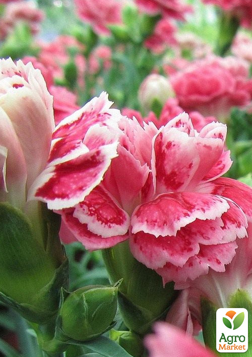 

Гвоздика Махрова Oscar White and Red (контейнер № 10, висота 10 см)