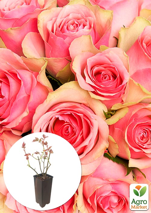 

Троянда чайно-гібридна Belle Rose у контейнері, вищий сорт