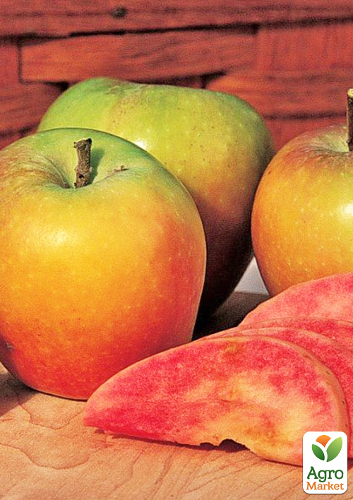 

Яблуня Хідден Роуз (осінній сорт, середнього терміну дозрівання)