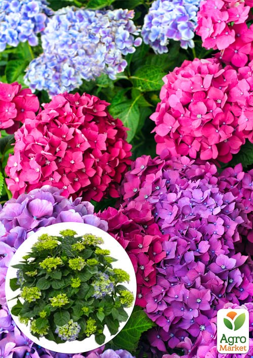 

LMTD Гортензия крупнолистная цветущая 5-и летняя Chameleon (70-80см)