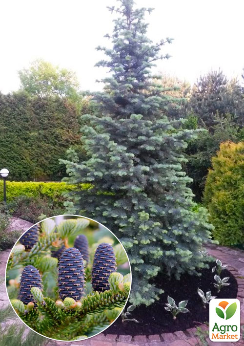 

Ялиця однокольорова Concolor (Abies Concolor Glauca) горщик P9