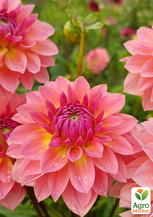 

Жоржина Garden Desire (бордюрна)