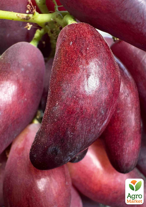 

Виноград десертный Меч Тени (крупная, сладкая, сочная ягода экзотической формы)