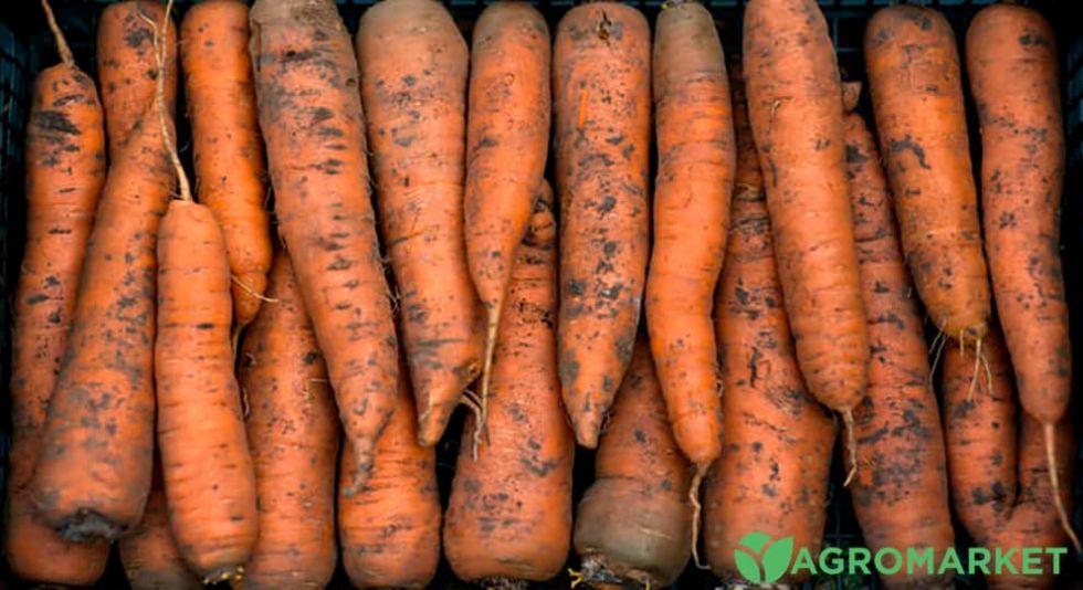 Как правильно сохранить морковь на зиму - Agro-Market