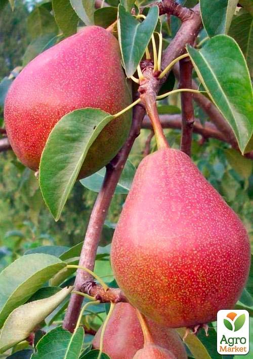 

Груша Кармен (літній сорт, ранній термін дозрівання)