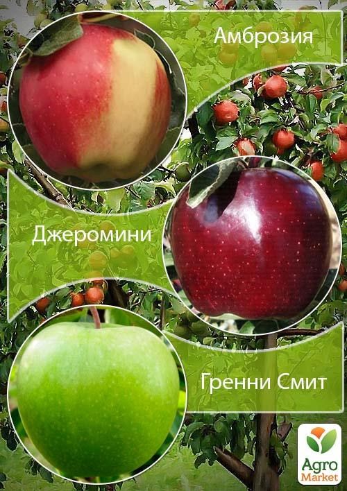 Дерево-сад Яблуня "Гренні Сміт+Амброзія+Джероміні" 1 саджанець в упаковці