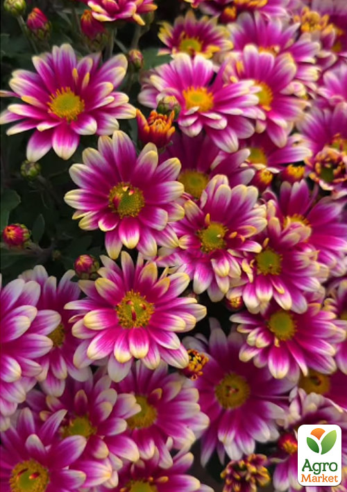 

Хризантема мультифлора шарообразная Picto Violet Blanc