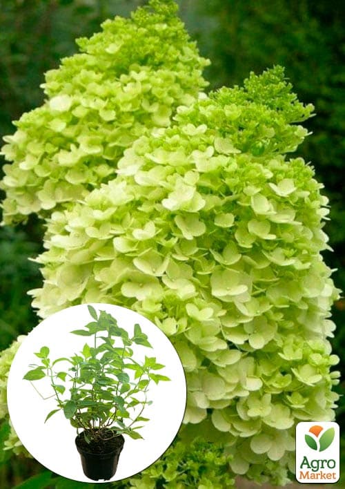 

Гортензія волотиста 2-х річна Mojito висота саджанця 20-30см