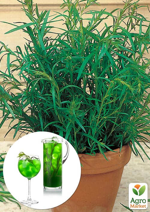 

Тархун Азиатский (анисовый)