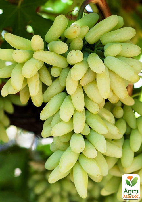 

Виноград кишмиш Ламборджіні (ранній солодкий сорт селекції США)