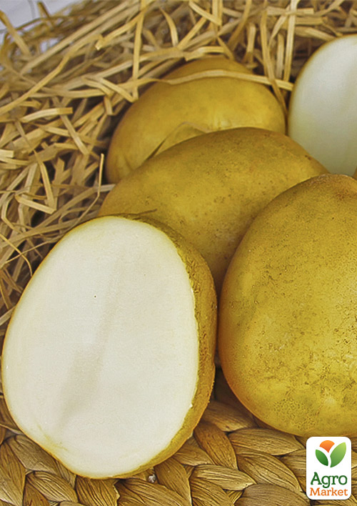 

Картопля Сувенір Чернігівський насіннєва середньостигла (еліта) 1кг