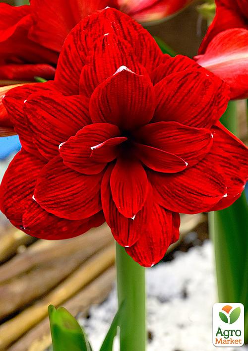 

Амариліс Double Dragon