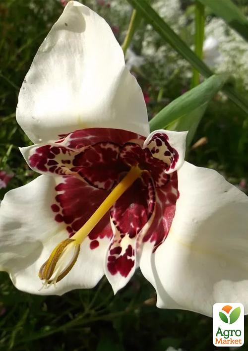 

Тігрідія Біла 5шт