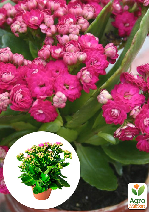 

Каланхоэ Блоссфельда Rose (Kalanchoe Blossfeldiana) (Нидерланды)