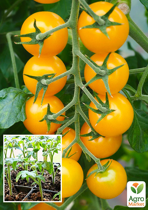 

Розсада Томат Черрі «Жовтий» (фермерське вирощування), 1шт в упаковці