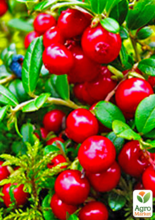 

Брусниця Аммерланд (середній термін дозрівання, високоврожайний)