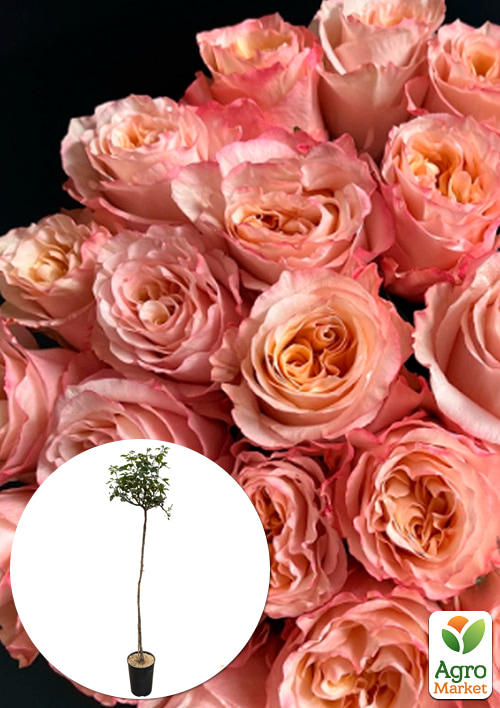 

Роза штамбовая Фасцинейшн (Fascination) (саженец класса АА+)