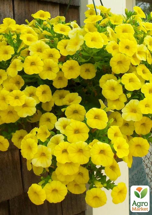 

Петуния Potunia Canary Yellow (контейнер №10, высота 10-15см)