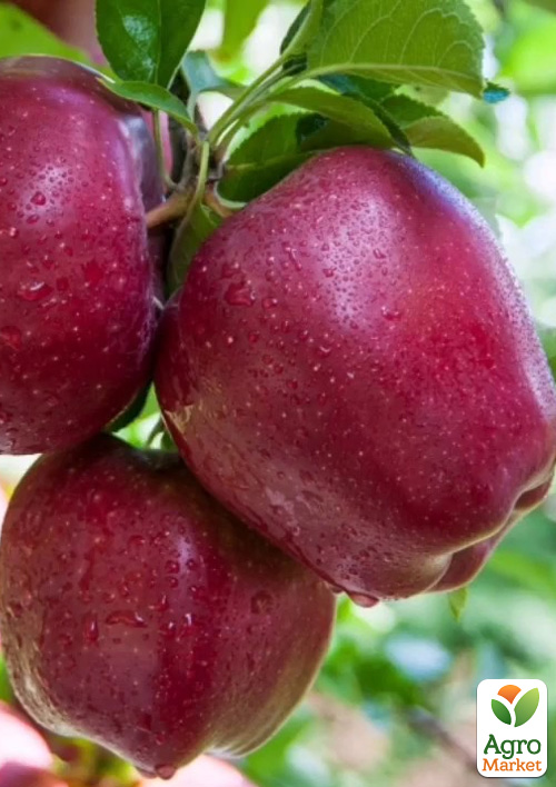 

Яблоня Роял Ред Делишес (зимний сорт, поздний срок созревания)