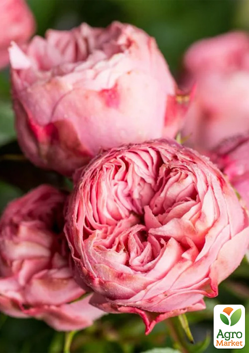 

Роза флорибунда Playful Rokoko (саженец класса АА+) высший сорт