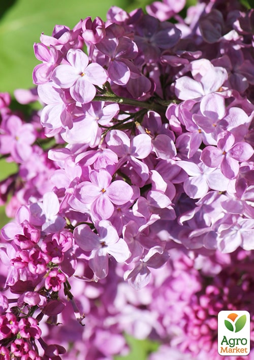 

Сирень обыкновенная Полтава