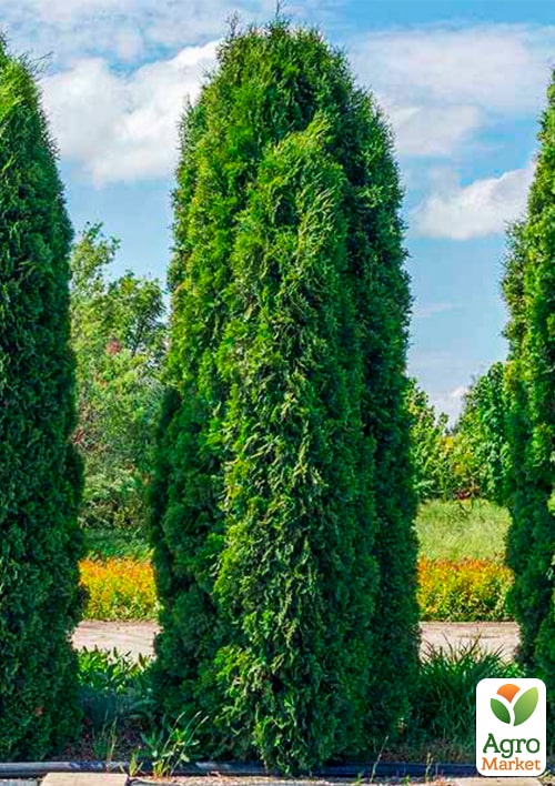 Туя західна "Columna" (вазон Р9, висота 10-20см) 1 саджанець в упаковці