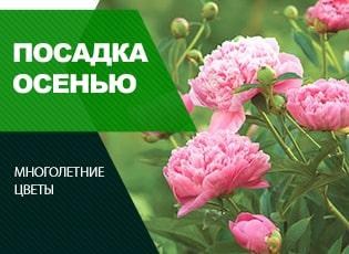 Підготовка півонії до посадки