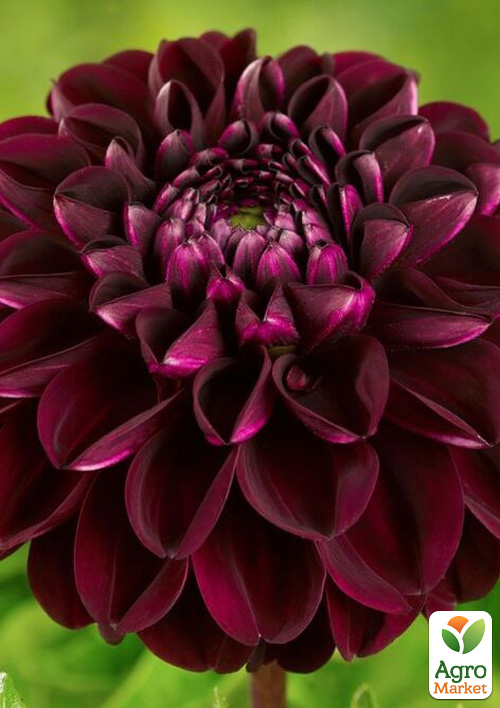 

Георгина Arabian Night