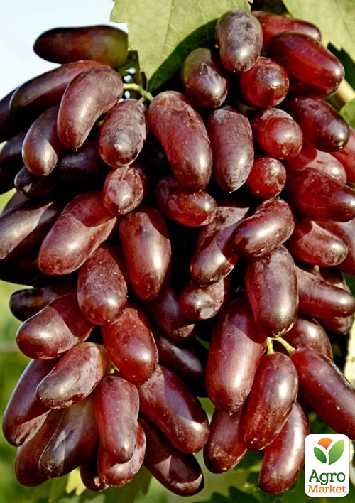 

Виноград Карнавал (мясисто-сочная мякоть,болезнеустойчив)