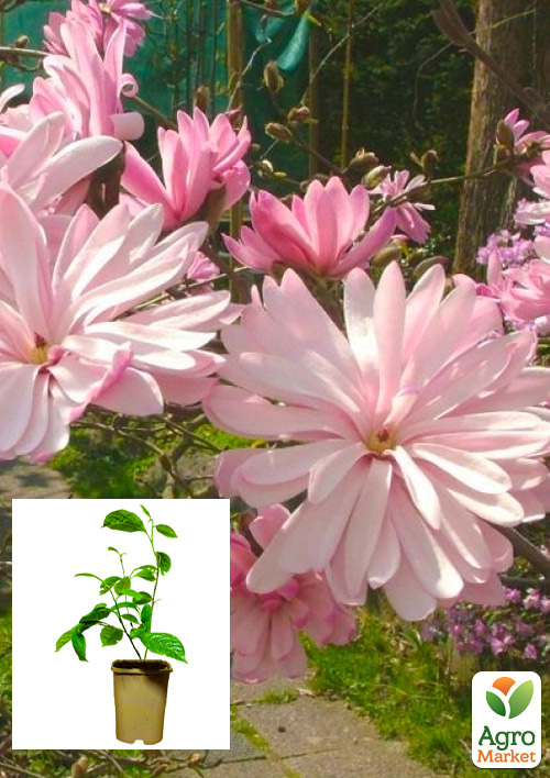 

Магнолия 3-х летняя стеллата Rosea (высота 40-50см)