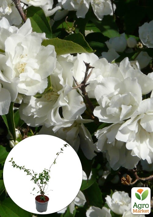 

Жасмин гибридный садовый (чубушник) Bouquet Blanc 2х летний (вазон С2)