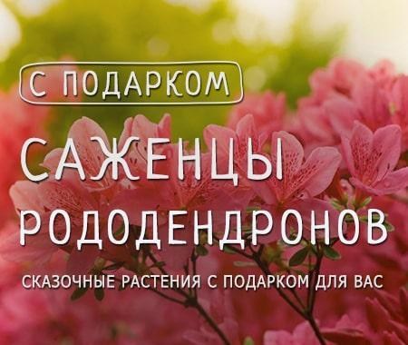 Акция! Получайте отменный подарок при покупке саженцев рододендронов Акция! Получайте отменный подарок при покупке саженцев рододендронов