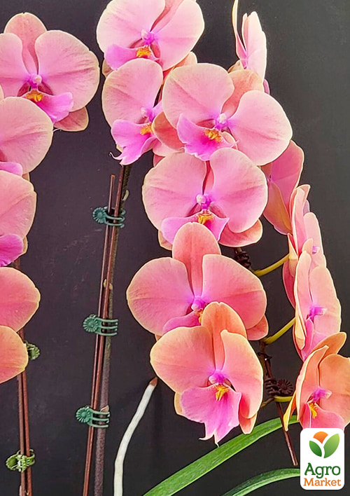 Орхидея (Phalaenopsis) "Rainbow Big Lip" высота 60-70см 1 саженец в упаковке (комнатный) Нидерланды