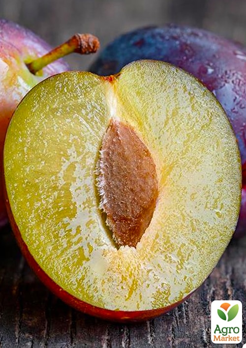 

Слива Президент (осінній сорт, пізній термін дозрівання)